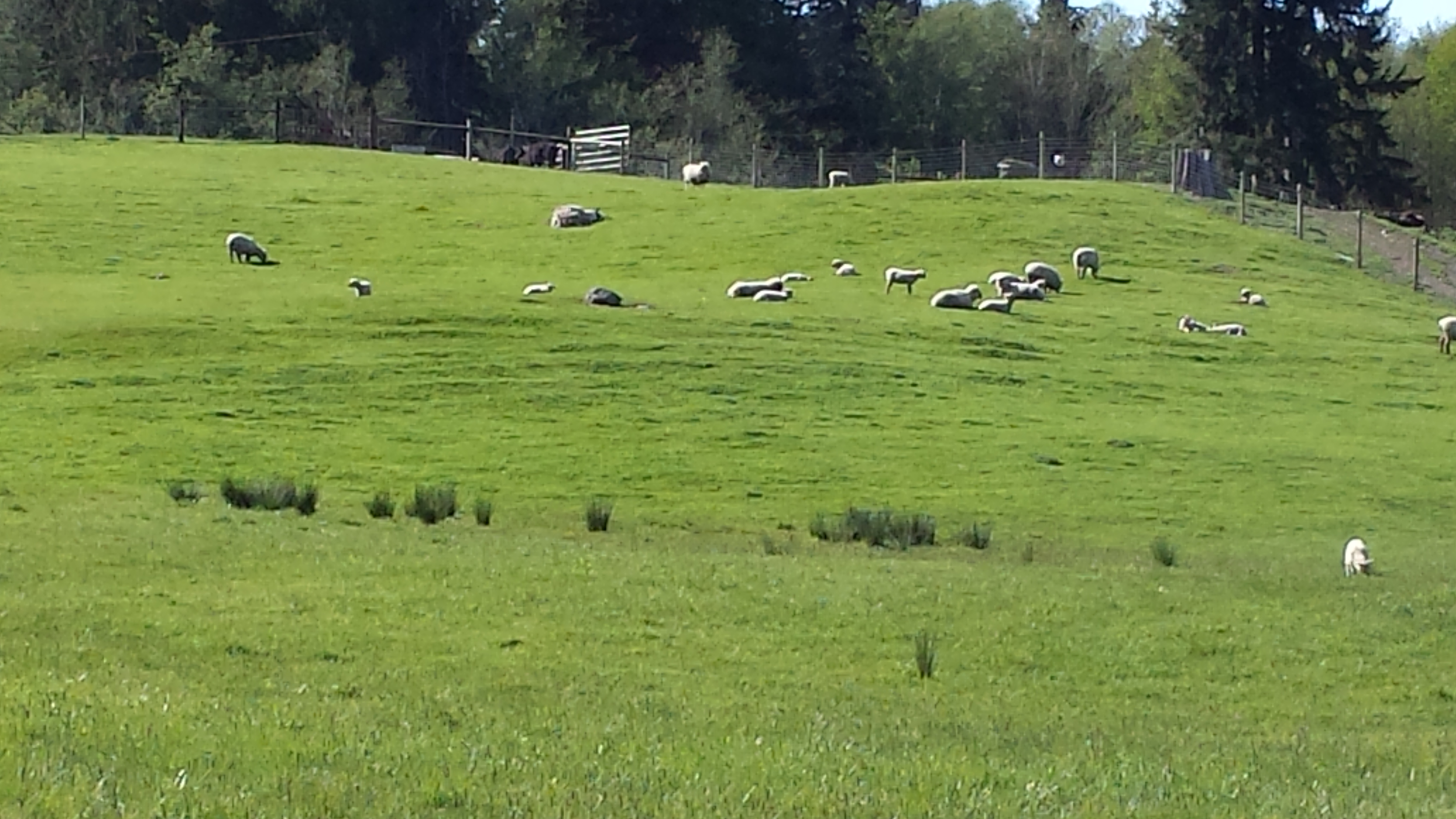 Sheep grazing hill side