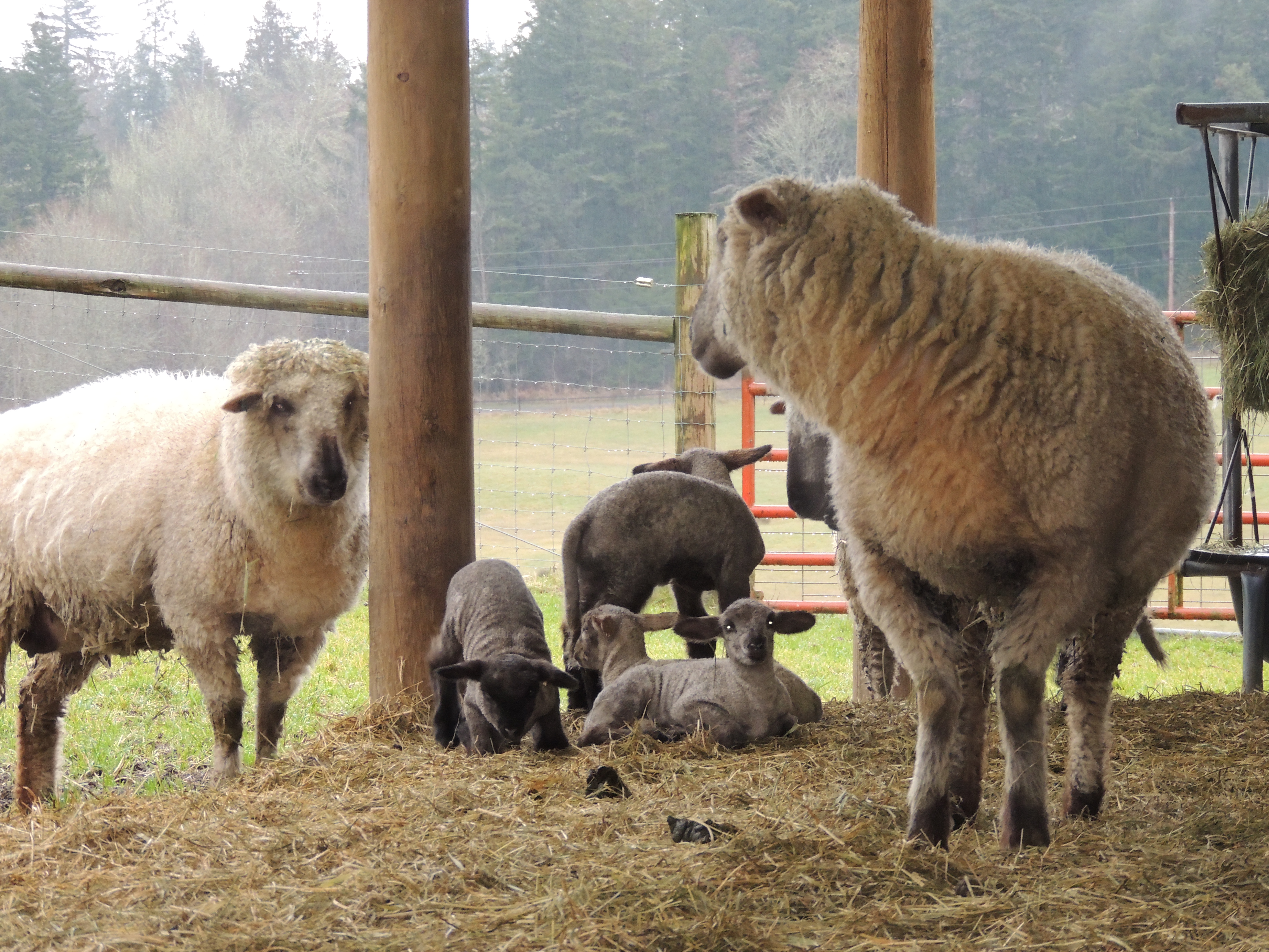 Spring Lambs