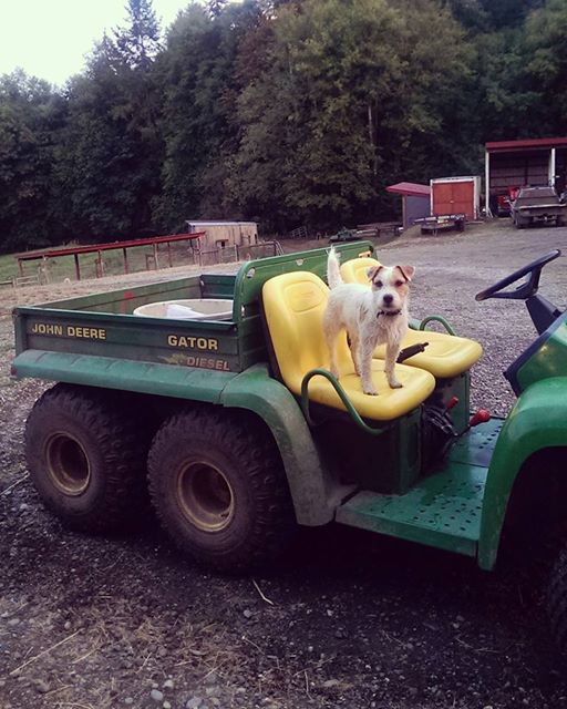 Skippy waits for his ride. photo credit: Roxanne Minder